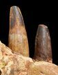 Spinosaurus Jaw Section - Four Composite Teeth #39292-7